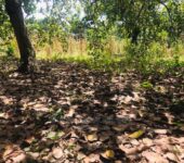 Plot for sale by Solid Point Ghana Limited in Techiman