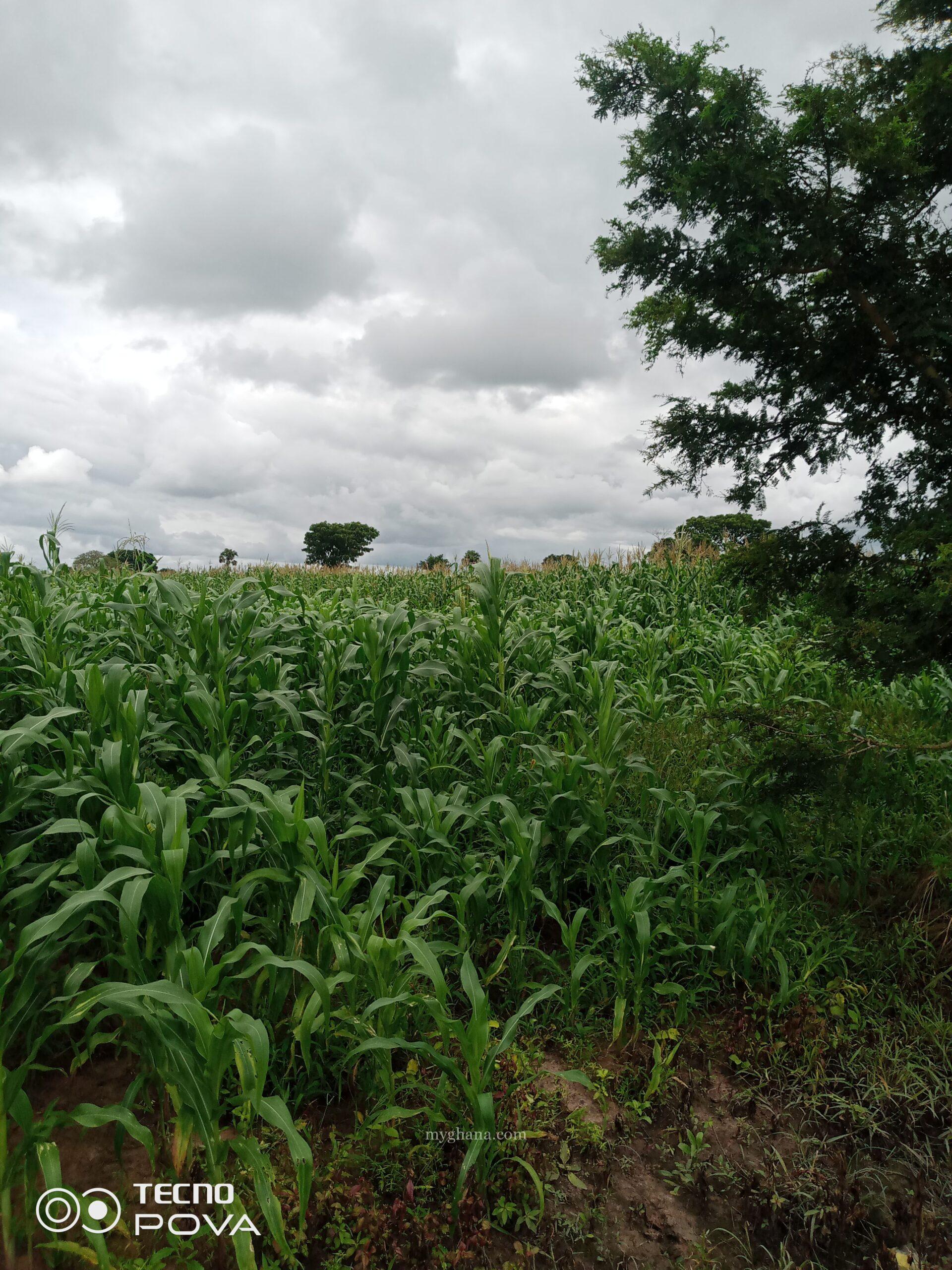 30,000 acres of farm land for sale or login lease.