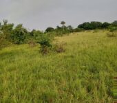 Farm land for lease