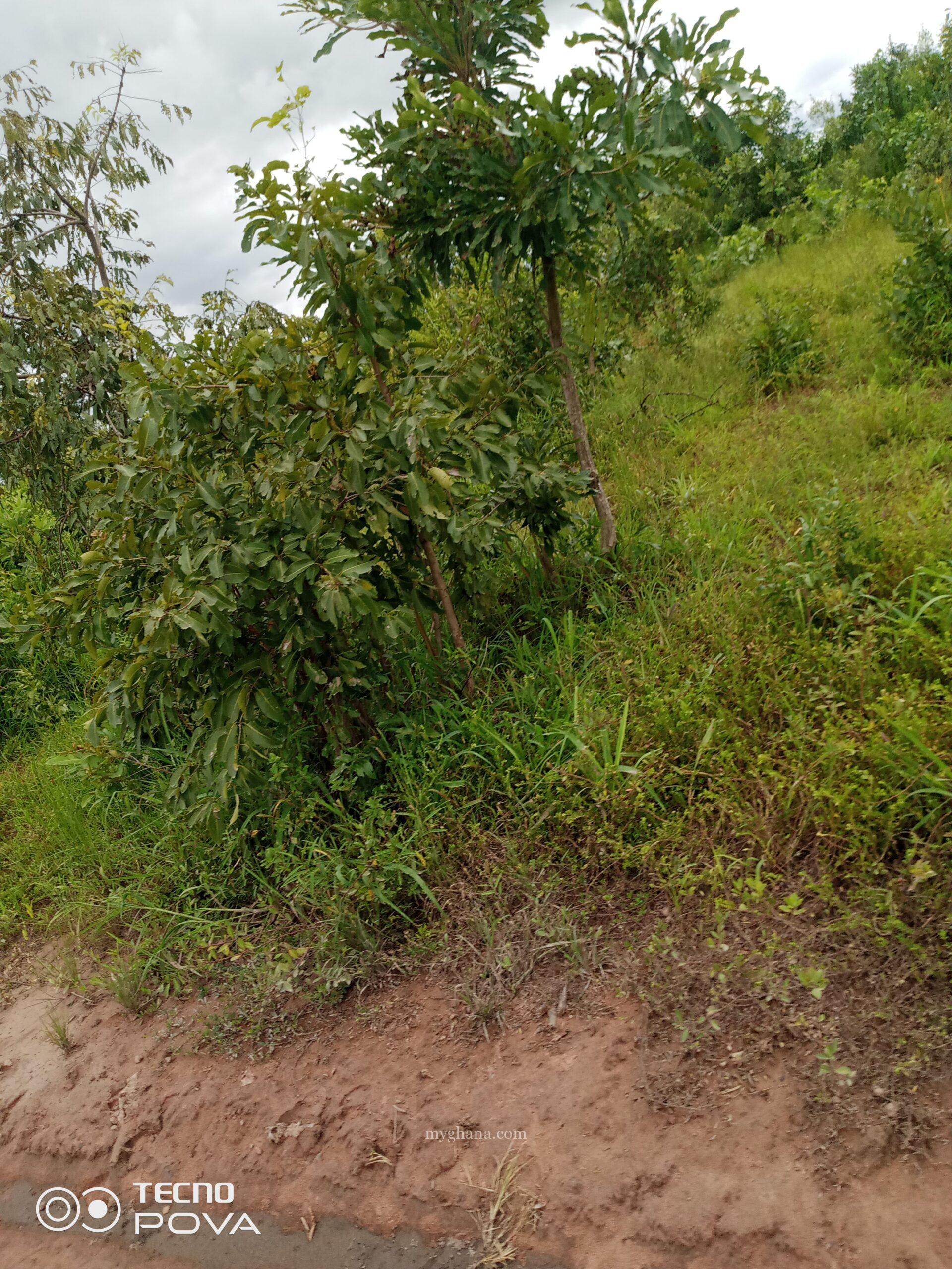 30,000 acres of farm land for sale or login lease.
