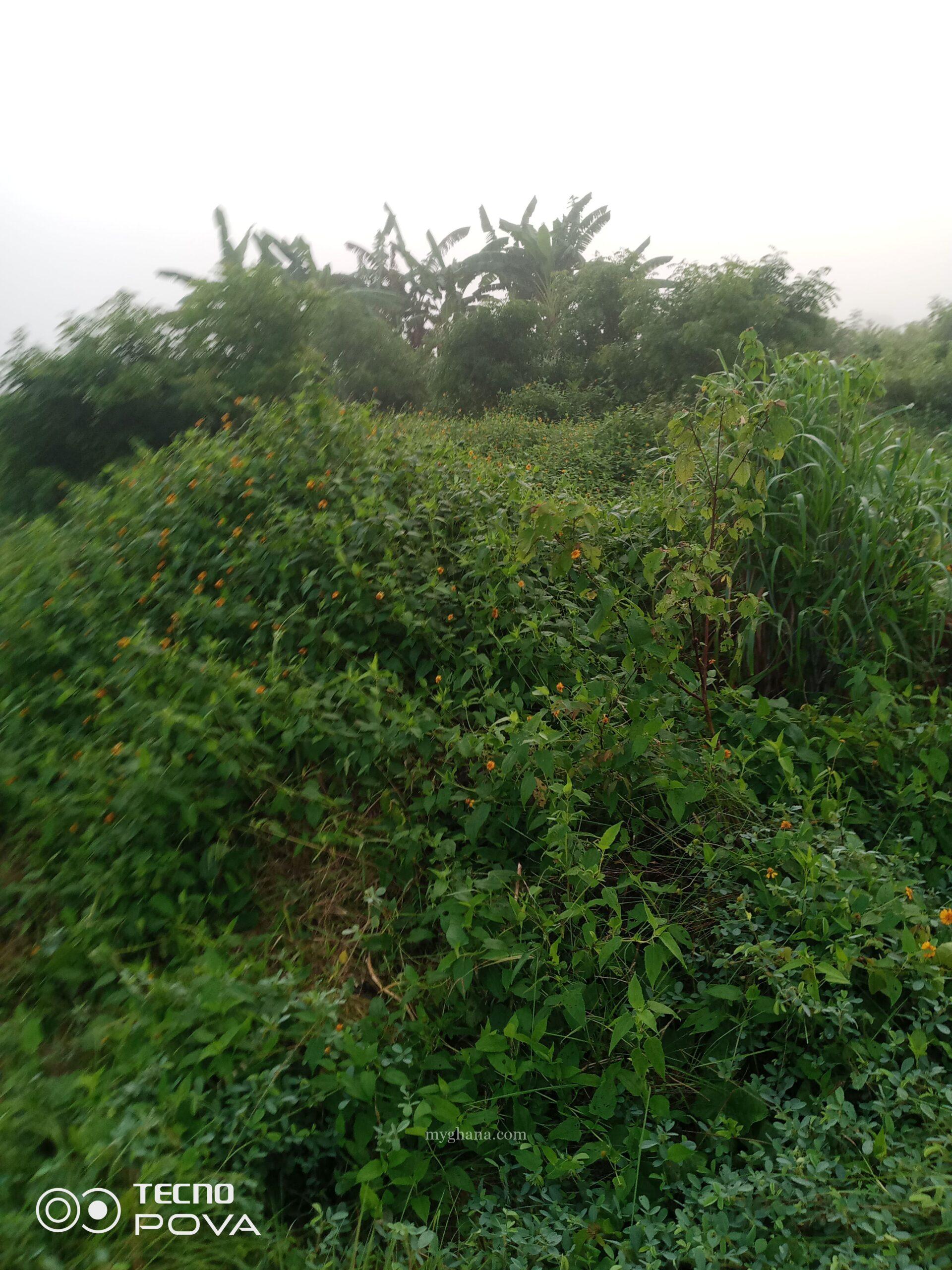 Farm land for sale