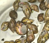 AA snails for rearing