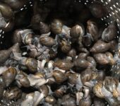 AA snails for rearing