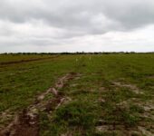 GOOD OFFERS ON EXTENSIVELY SERVICED RESIDENTIAL PLOTS AT TSOPOLI