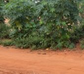 20000 acres of fertile Farmland at Asamankese for sale.