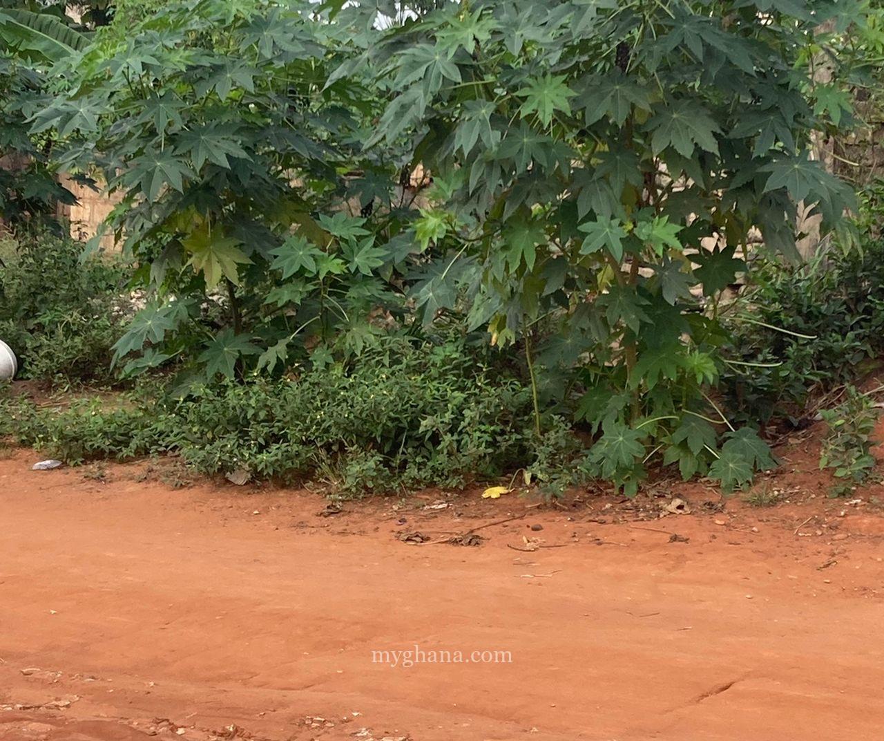 20000 acres of fertile Farmland at Asamankese for sale.