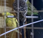 Budgie parrots for sale
