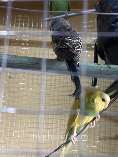 Budgie parrots for sale