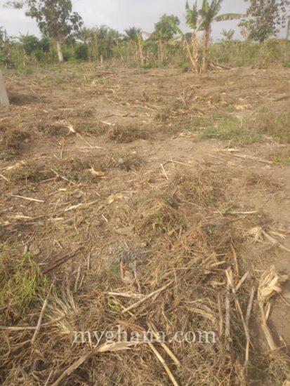 10 ACRES OF FARMLAND WITH PALM TREES AT NSAWAM-OTU KWADWO