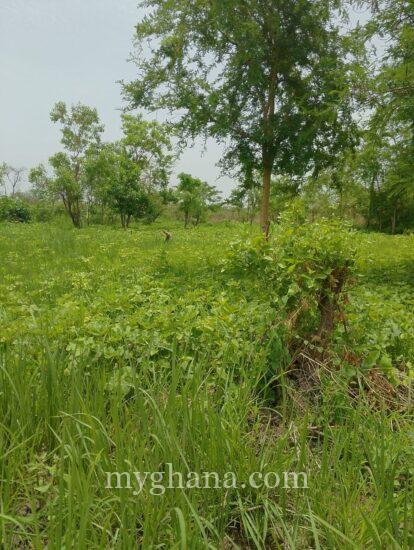 Litigation free land (1acre)