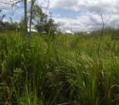 Plot of land at Ejisu for sale