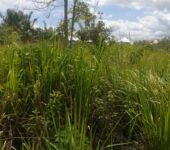 Plot of land at Ejisu for sale