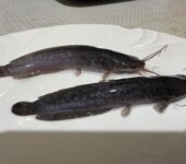 Catfish juveniles