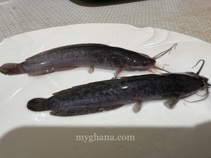 Catfish juveniles