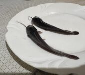 Catfish juveniles