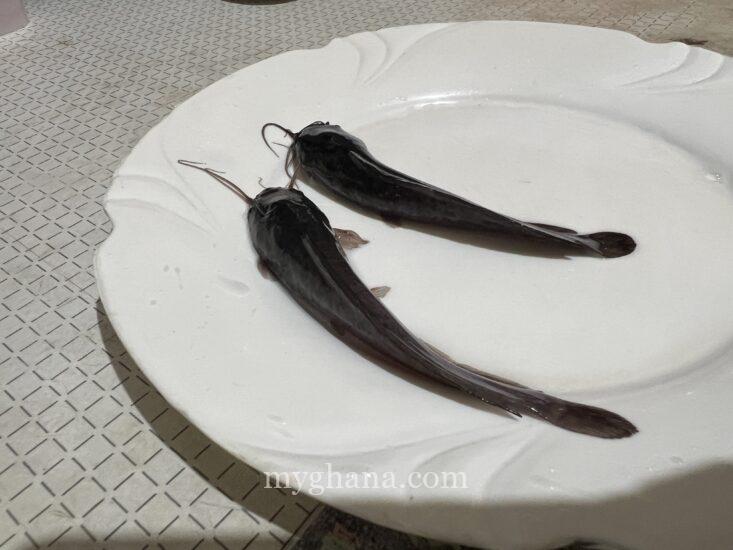 Catfish juveniles