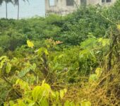 Direct Beachfront Lands @ Senya Breku