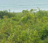 Direct Beachfront Lands @ Senya Breku