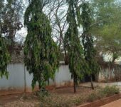 0.44 Titled Acre land