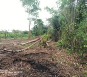 Registered 400 Acres FARM LANDS at Adwaso – Eastern Region
