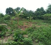Registered 400 Acres FARM LANDS at Adwaso – Eastern Region