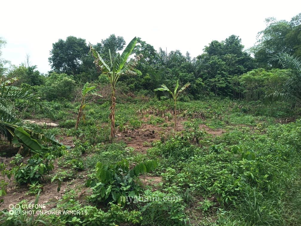 Registered 400 Acres FARM LANDS at Adwaso – Eastern Region