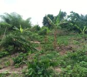 Registered 400 Acres FARM LANDS at Adwaso – Eastern Region