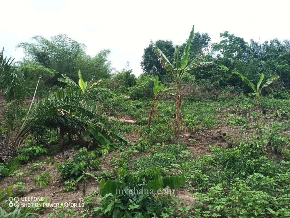 Registered 400 Acres FARM LANDS at Adwaso – Eastern Region