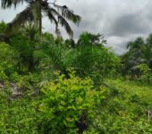2900 Acres FARM LANDS at Asamankesse(Topiase)-Eastern Region