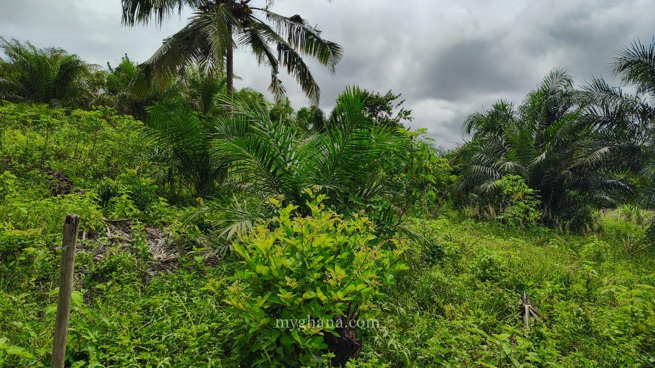 2900 Acres FARM LANDS at Asamankesse(Topiase)-Eastern Region