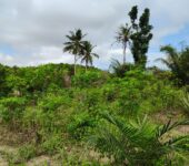 2900 Acres FARM LANDS at Asamankesse(Topiase)-Eastern Region