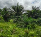 2900 Acres FARM LANDS at Asamankesse(Topiase)-Eastern Region