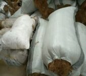 COCONUT FIBER