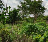 300+ Acres Agricultural Land at Adaklu(Helekpe)-HO