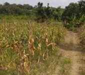 9.5 Acres Farmland For Sale