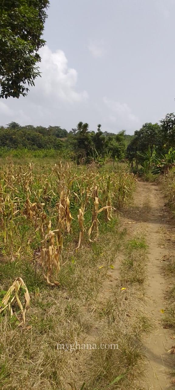 9.5 Acres Farmland For Sale