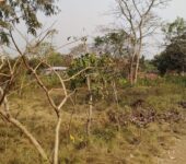 50 Plots of development Land at Sokode-HO Municipality,Volta Region