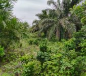 100+ Acres FARM LANDS at ABUTIA – HO Municipality,Volta Region