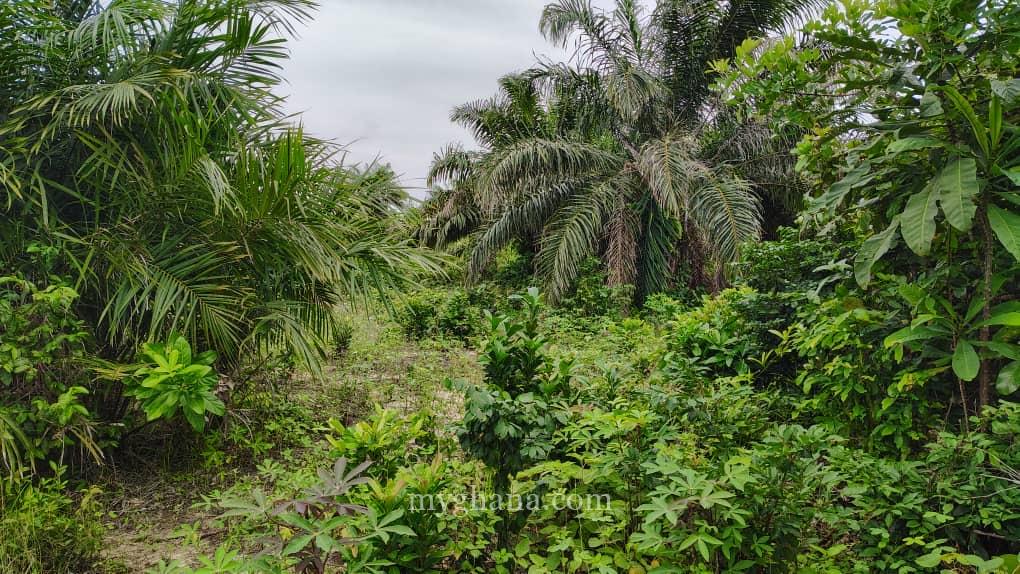 100+ Acres FARM LANDS at ABUTIA – HO Municipality,Volta Region