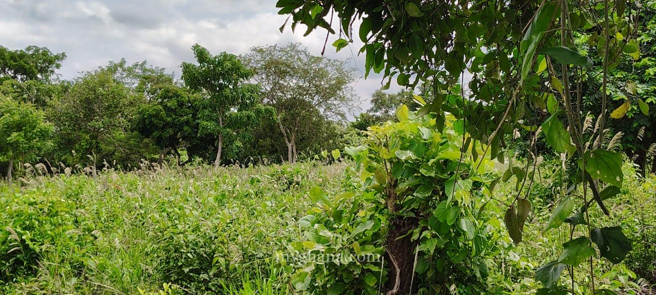 300+ Acres Agricultural Land at Adaklu(Helekpe)-HO