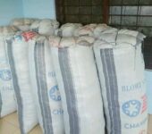 Coconut Fiber