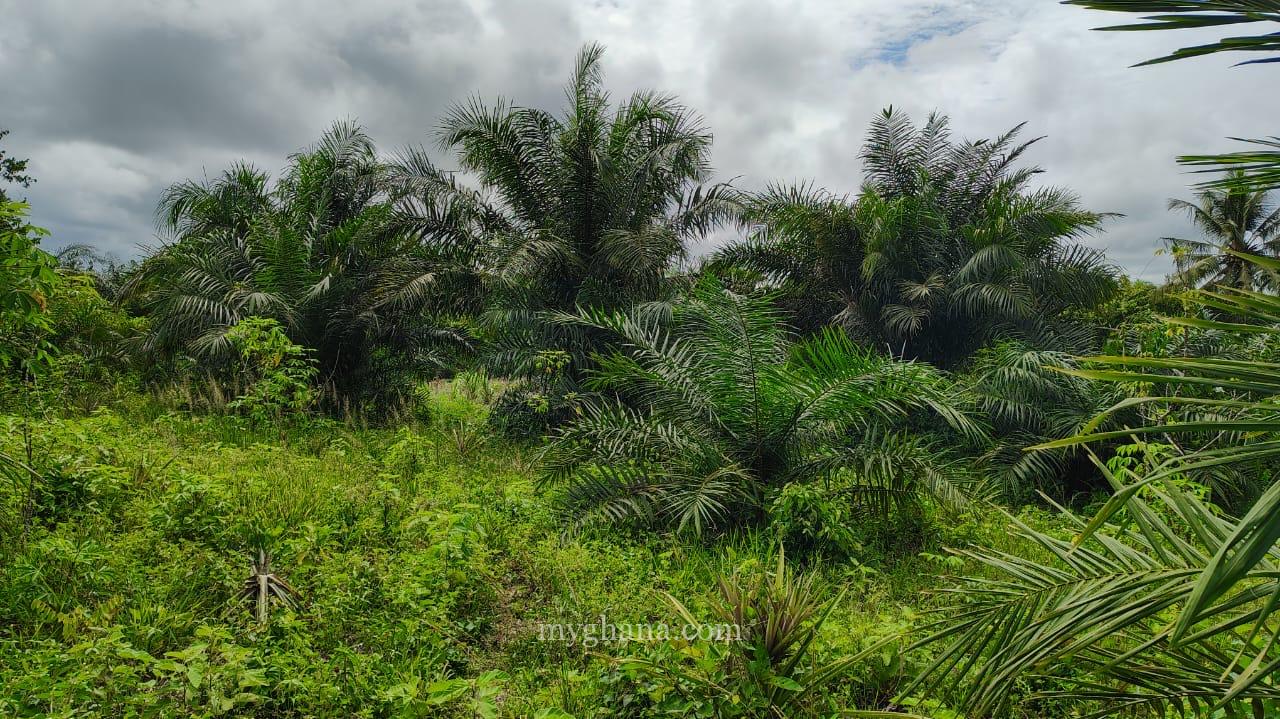 100+ Acres FARM LANDS at ABUTIA – HO Municipality,Volta Region