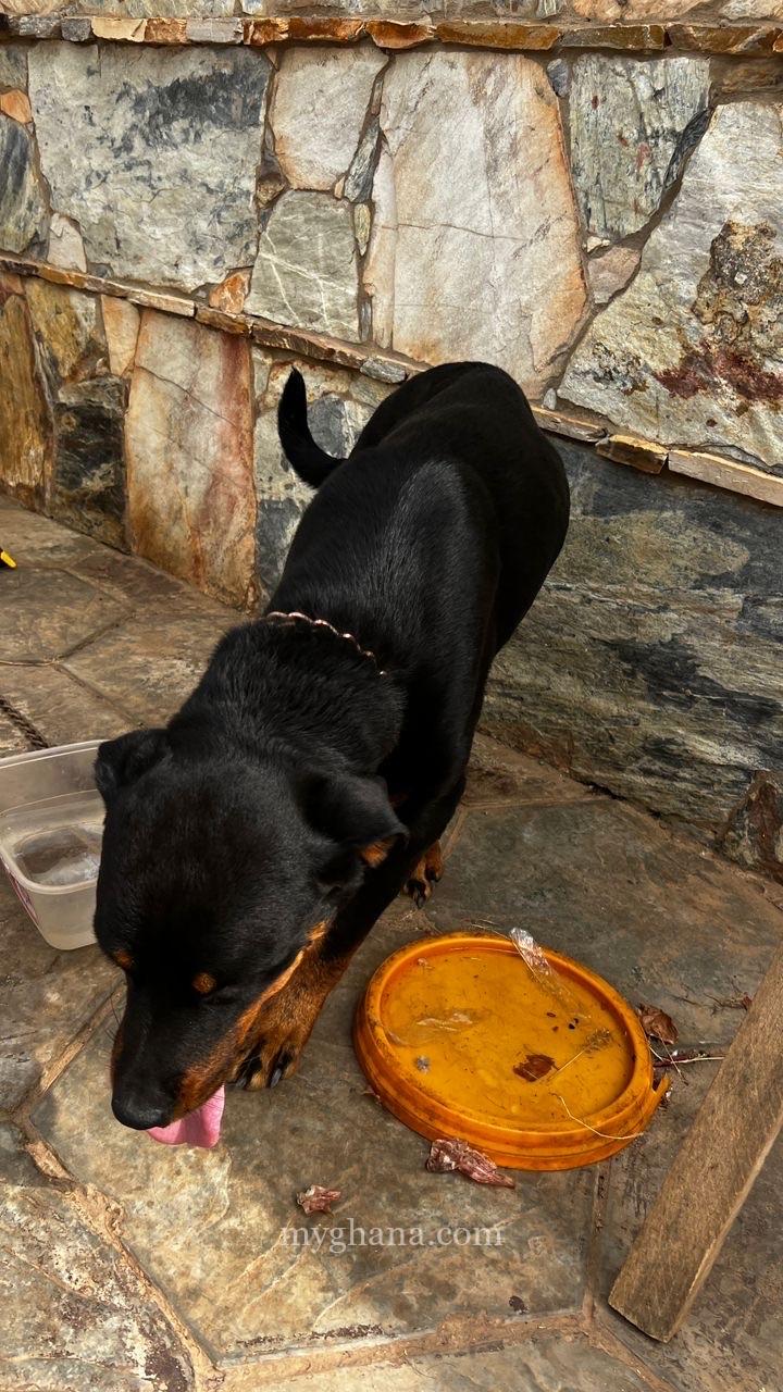 Rottweiler