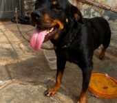 Rottweiler