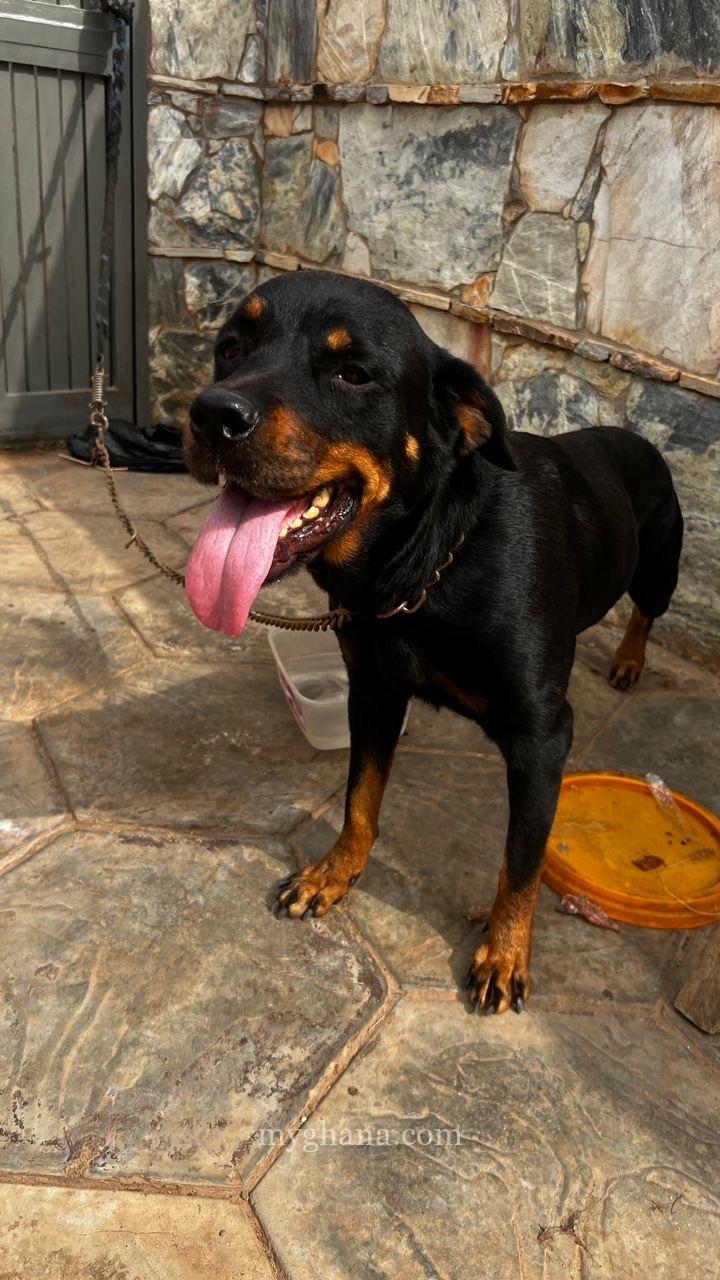 Rottweiler