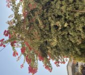 Chamber and Hall for rent in Westlands