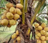Gold Coast coconut seedlings