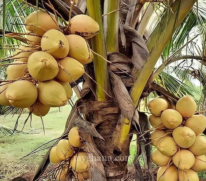 Gold Coast coconut seedlings