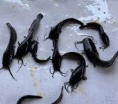 Catfish fingerlings