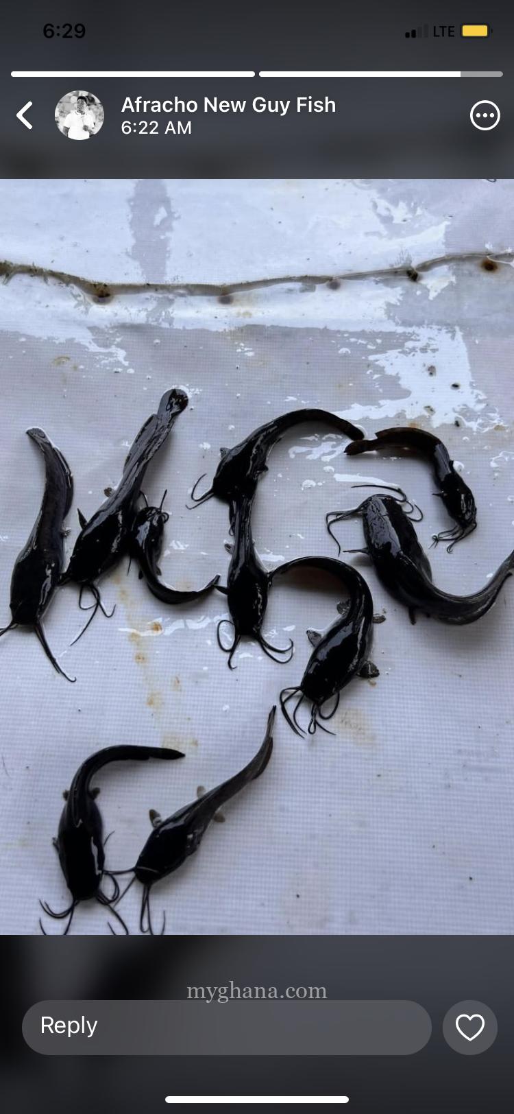Catfish fingerlings